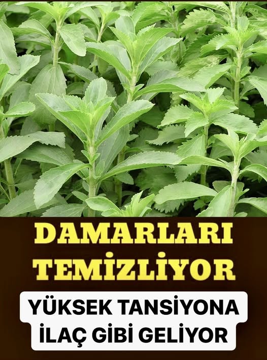 Damarları Temizleyen Karışım: Yüksek Tansiyon ve Kolesterol İçin Doğal Çözüm