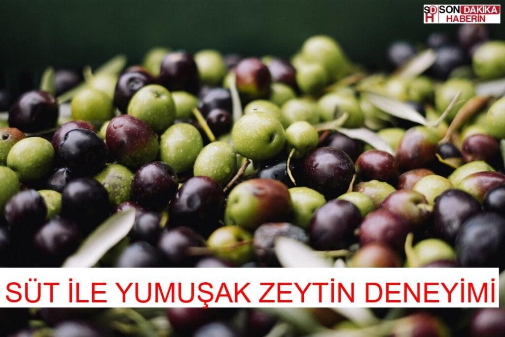 Zeytinin Fazla Tuzunu Almanın Pratik Yöntemi! İşte En Etkili Çözüm