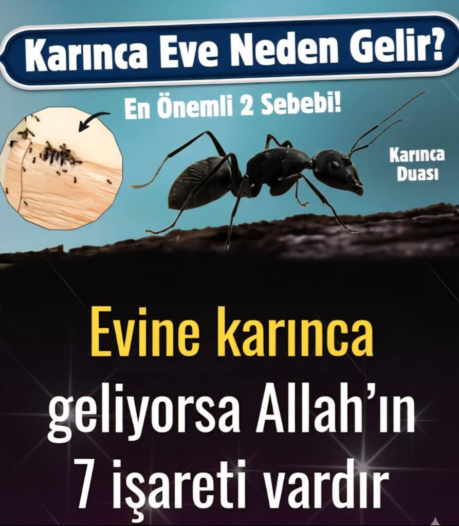 Karıncanın Evde Olmasının Dini Anlamı