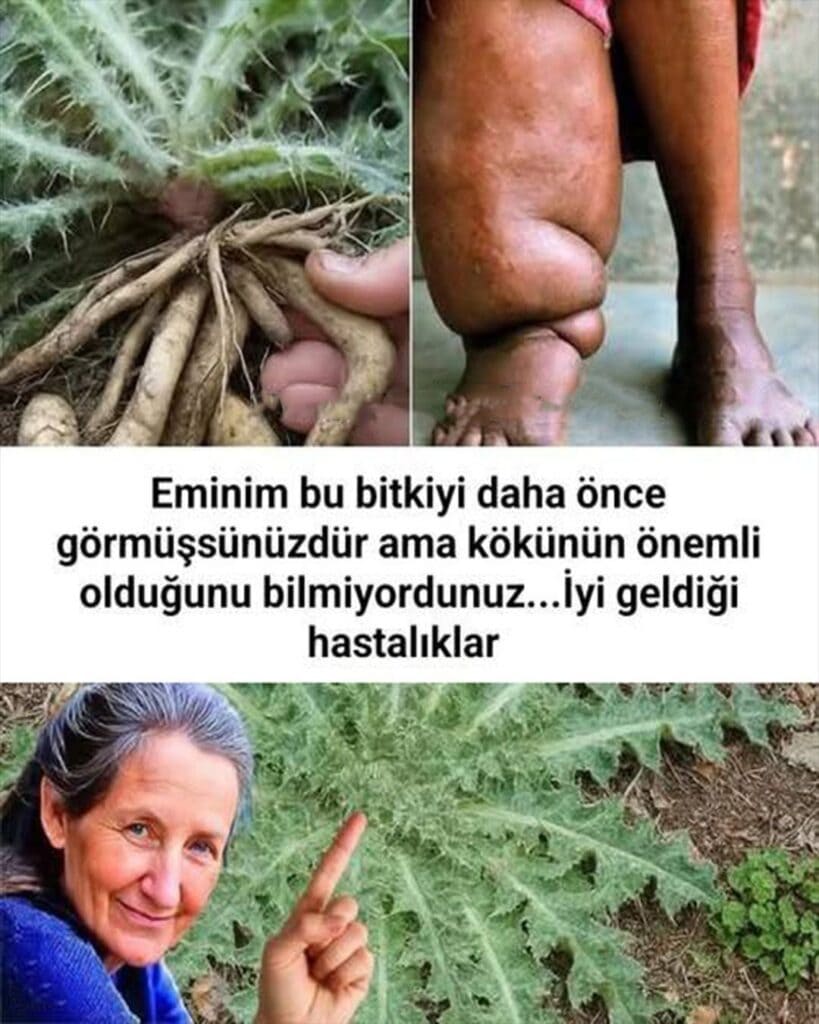 Karahindiba: İbn-i Sina’dan Şeker Hastalığına Şifa Önerisi