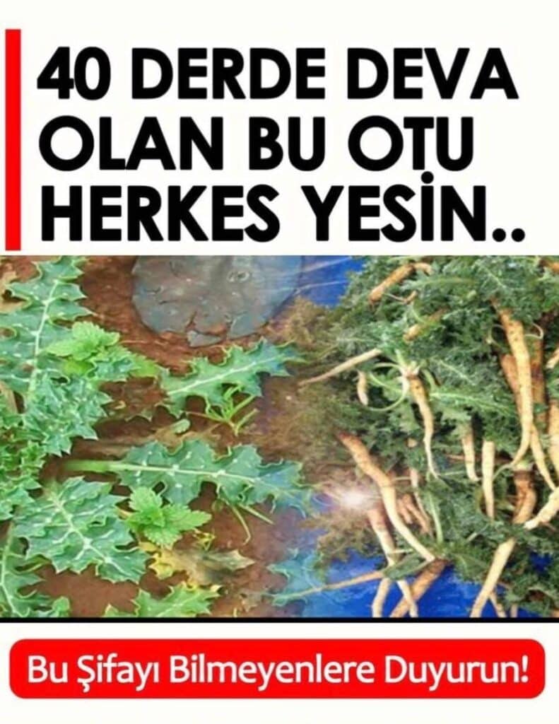 Şevketi Bostan Otu Hakkında Detaylı Bilgiler